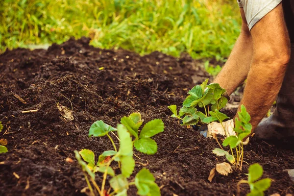 Planter un semis dans le sol — Photo