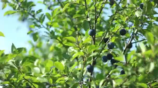 Juniper branch with seed cones — Stock Video