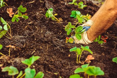 Toprağa bir fide dikim