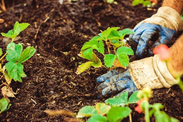 Toprağa bir fide dikim