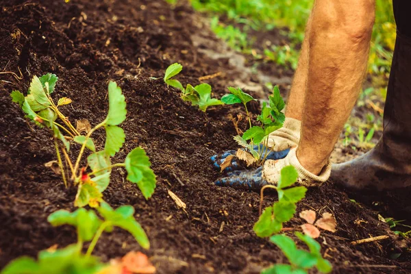 Planter un semis dans le sol — Photo