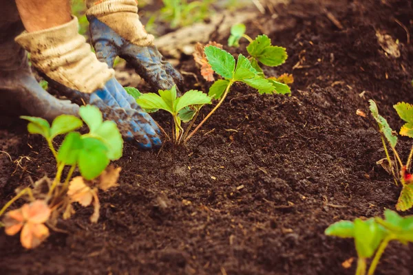 Toprağa bir fide dikim