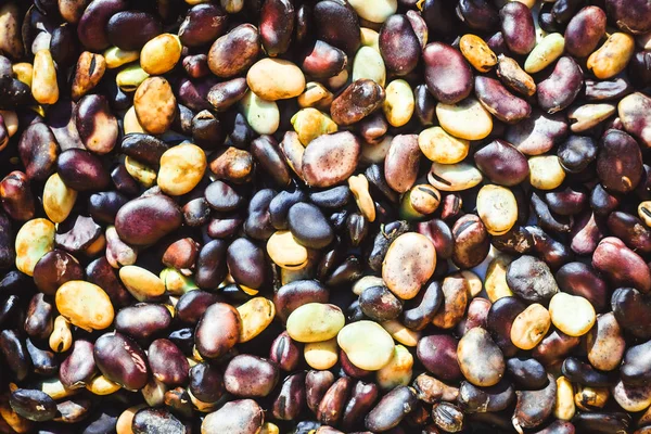 portre, kırmızı azuki fasulyesi fasulye