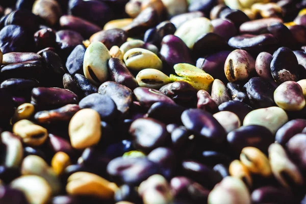 portre, kırmızı azuki fasulyesi fasulye