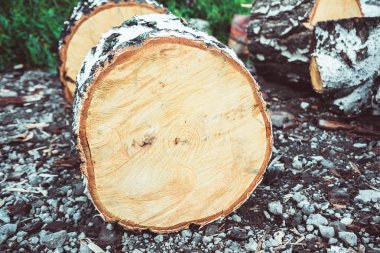 Çam yere günlüğe kaydeder.