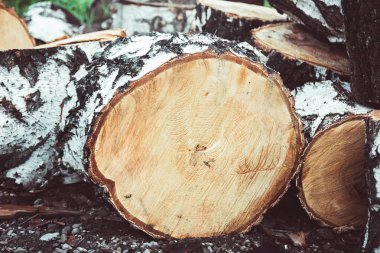 Çam yere günlüğe kaydeder.