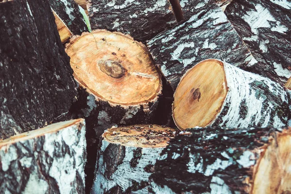 Çam yere günlüğe kaydeder.