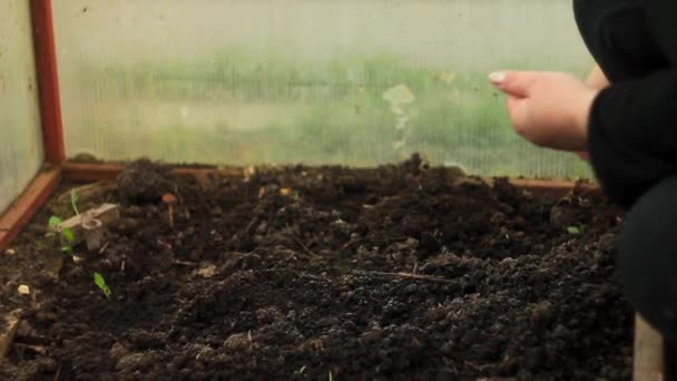 Planting of seeds by hand — Stock Video