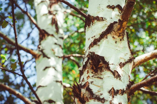 Brzozowy las z cieni — Zdjęcie stockowe