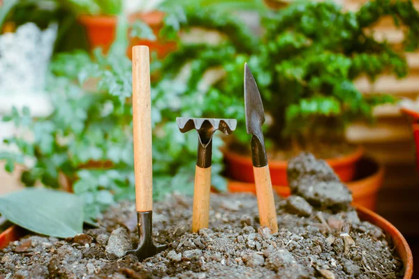 Germe dans le sol seul, autour des accessoires de jardin . — Photo