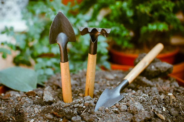 Brotar en el suelo solo, alrededor de accesorios de jardín . — Foto de Stock