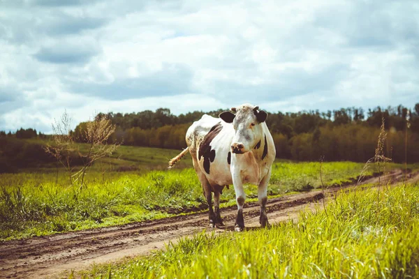 Vache dans la prairie — Photo