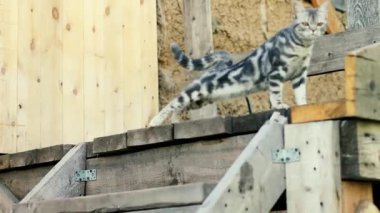 verandada kedi