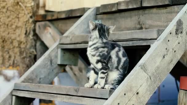 Die Katze Auf Der Veranda — Stockvideo