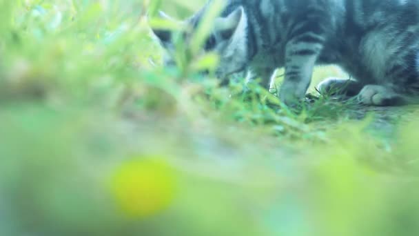 Katze Spielt Mit Einer Maus Gras — Stockvideo