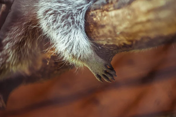 Las patas de un mapache colgando de una rama — Foto de Stock