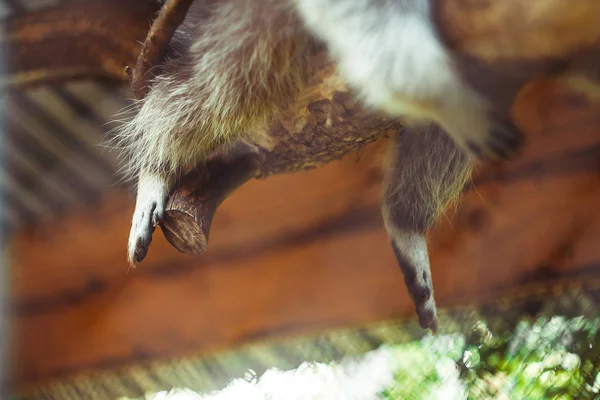 De poten van een wasbeer opknoping van een bijkantoor — Stockfoto