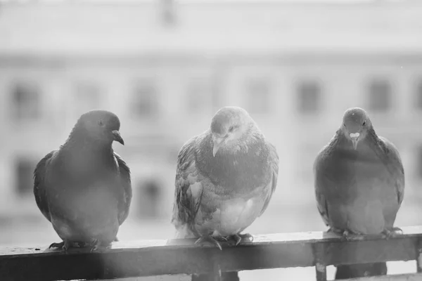 Pigeons sur la fenêtre — Photo