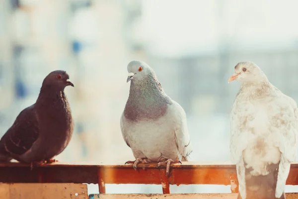 Palomas en la ventana —  Fotos de Stock