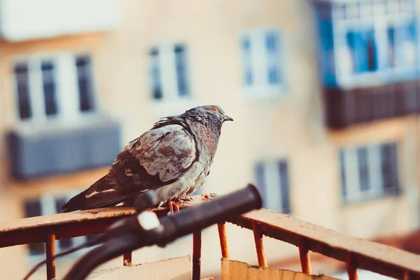 Penceredeki güvercinler — Stok fotoğraf
