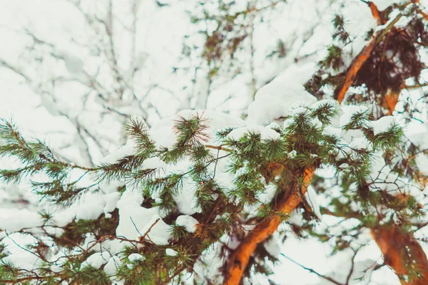 Śnieg na gałęziach — Zdjęcie stockowe