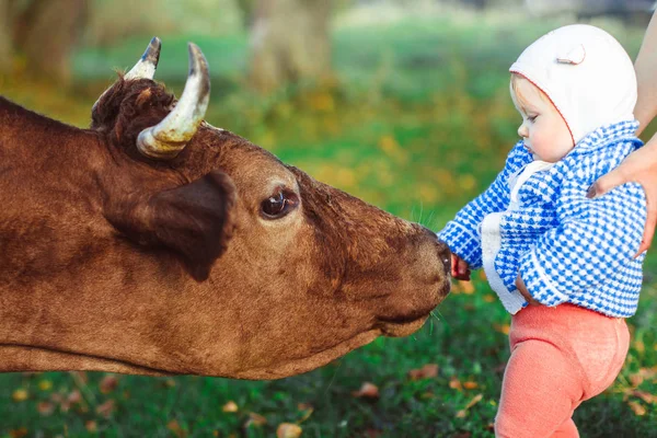 Ребенок и корова — стоковое фото
