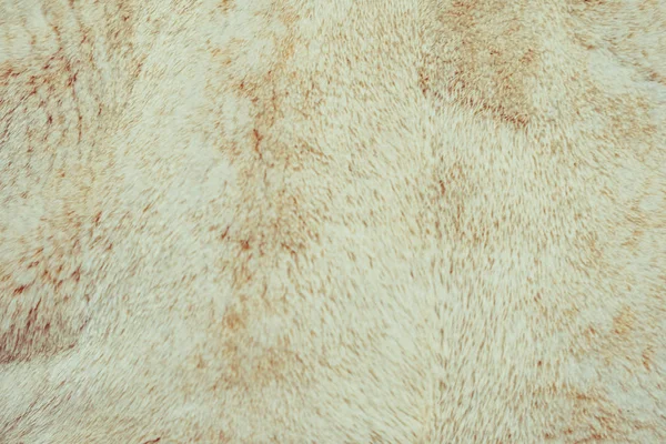 Zbliżenie na sierść kota, tekstury i tła — Zdjęcie stockowe