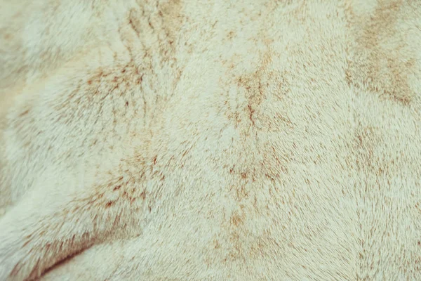 Primer plano de piel de gato para textura o fondo — Foto de Stock