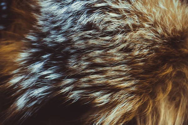 Close up of cat fur for texture or background — Stock Photo, Image