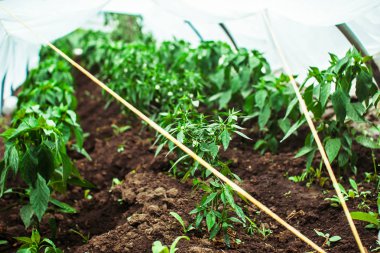 sera içinde yataklar