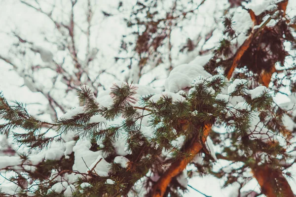Śnieg na gałęziach — Zdjęcie stockowe