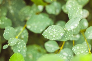 damla su gökyüzünde