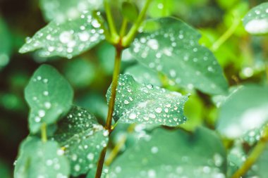 damla su gökyüzünde