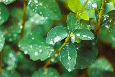 damla su gökyüzünde