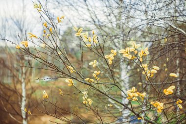 Söğüt dalları niteliğine