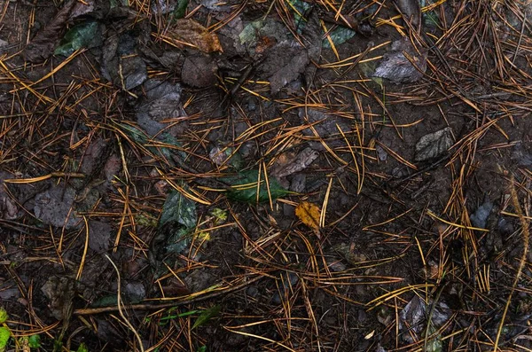 Leaf litter in pine forest floor.