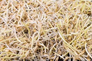 Kepekli ve bütün yulaf Brüksel lahanası. RAW, vegan, vejetaryen sağlıklı gıda kavramı.