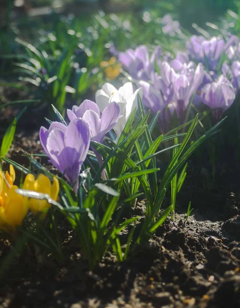 Crocus liso púrpura a principios de primavera la luz del sol —  Fotos de Stock