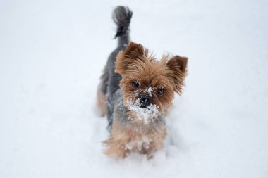 Karda küçük köpek