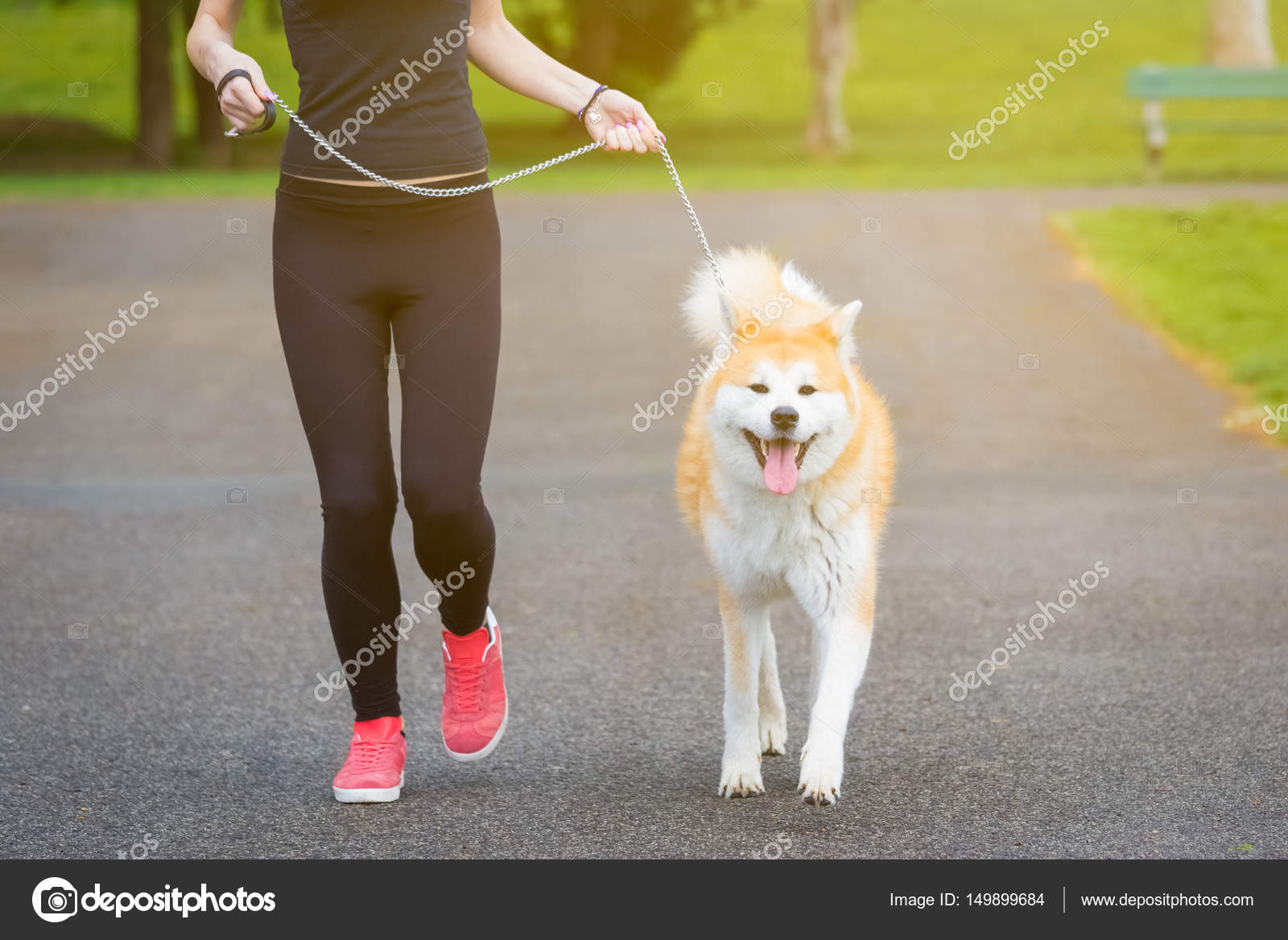 ジョガーと秋田犬の屋外を実行します ストック写真 C Zoff Photo