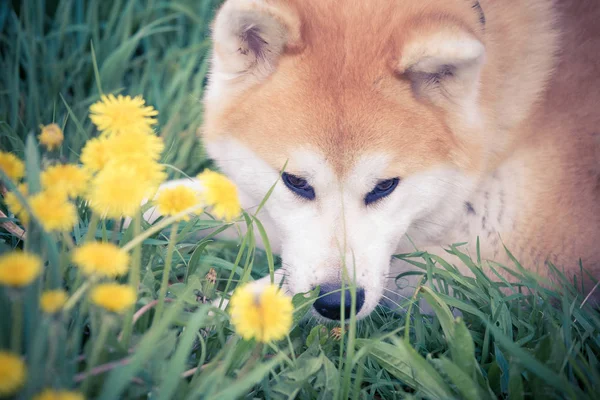 Акита-собака среди цветов — стоковое фото