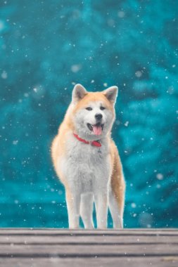 Akita köpek kış keyfi 