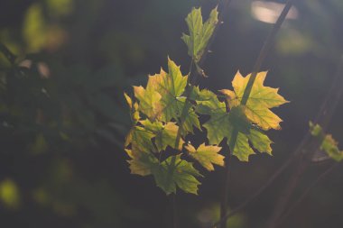 Arkadaki güneş ışınları ile hafif parlak yaprakları 