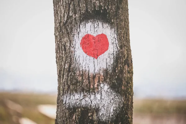 木の樹皮に描かれている心。自然と愛の概念. — ストック写真