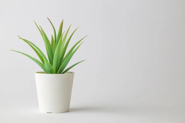 Pequena planta verde em casa pote design abstrato . — Fotografia de Stock