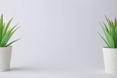 Saksıda küçük yeşil bitkiler ev tasarımı soyut.