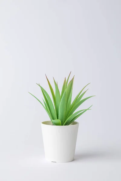 Casa vaso planta contra fundo branco conceito criativo mínimo. Espaço para cópia . — Fotografia de Stock