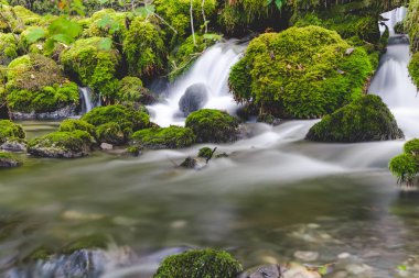 Forest Brook 'un yakınında. Şelale yosunlu kayaların üzerine düşüyor. Uzun pozlama.