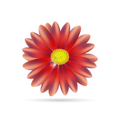 Aster damla beyaz zemin üzerine çiçek