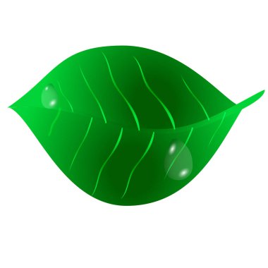 Yeşil yaprak beyaz arka plan damla